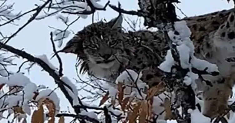 Tunceli’de vaşak görüntülendi