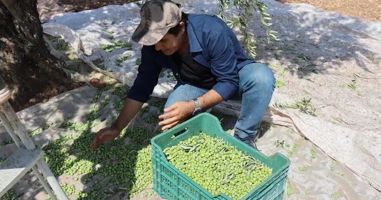 Kilis Zeytinyağına ABD’den ödül