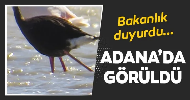 Bakanlık duyurdu: 3 yıl sonra Adana’da siyah flamingo görüldü
