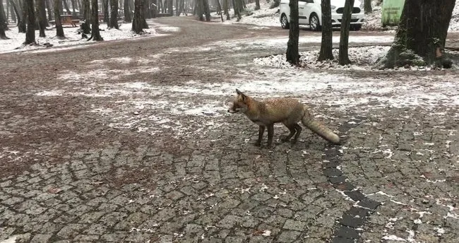 İstanbul’da karda aç kalan tilki vatandaşın yanına geldi