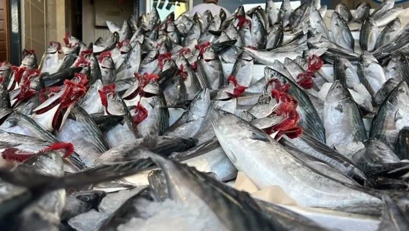 Uzman Doktor Aytaç Karadağ uyardı: Palamut balığı diye ağır metal tüketmeyin! Seçerken bu ayrıntıya dikkat