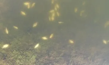 Son dakika haberi: Alibeyköy Barajı’nda korkutan görüntü! Yüzlerce balık öldü