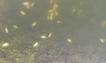 Son dakika haberi: Alibeyköy Barajı’nda korkutan görüntü! Yüzlerce balık öldü