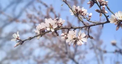 3. cemre ne zaman düşecek? Baharın müjdecisi son cemre düşme tarihi