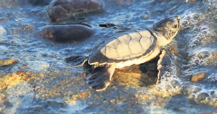 Yavru kaplumbağaların yaşam yolculugu başladı