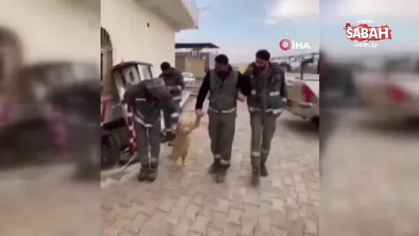 Mola yapan işçilerin köpekle halayı kamerada | Video
