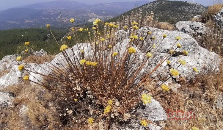 Yalnızca 11 adet kaldı! Jandarma denetliyor: Koparmanın cezası 387 bin lira