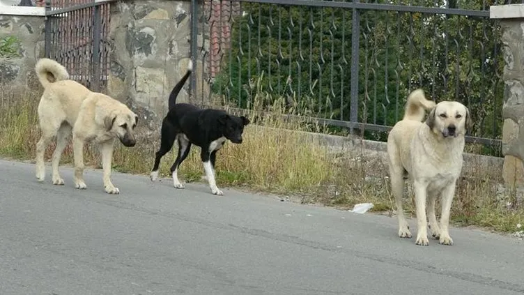 Çankırı’da başıboş köpek dehşeti! Saldırıya uğrayan 6 yaşındaki çocuk ağır yaralandı