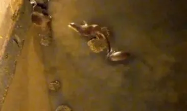 Tarihi Mimar Sinan köprüsünün altında su samuru ailesi görüldü #istanbul Tarihi Mimar Sinan köprüsünün altında su samuru ailesi görüldü #istanbul