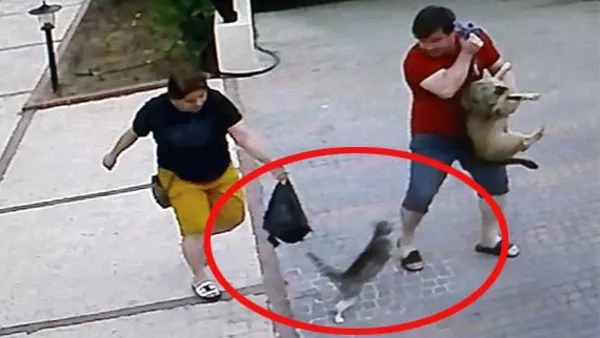 antalya da kopeklerin ve ahiplerinin korkulu ruyasi psikopat kedi boyle dehset sacti video