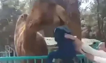 Deve, çocuğu ensesinden kaptı
