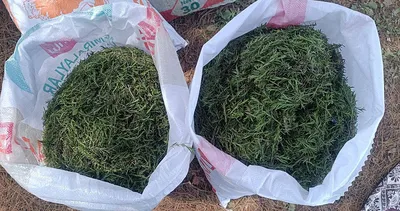 Tüm dünya onun peşinde! Antakya’nın şifalı mirası için şehirler sıraya girdi: Sofrasından eksik etmeyen yaşadı