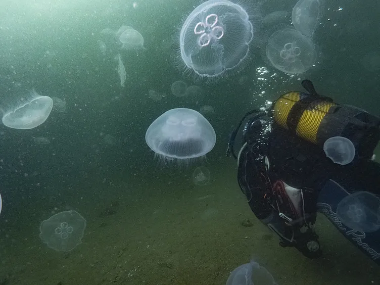 Akdeniz sahillerinde korkutan tehlike: Ölüsüne bile dokunmayın!