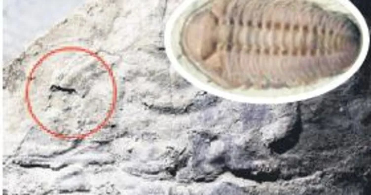 530 milyon yıllık göz fosili bulundu