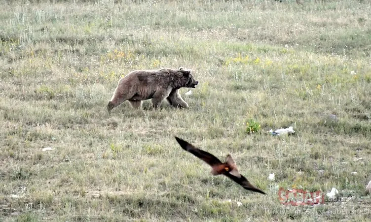 Kars’ta boz ayıların yiyecek arayışı böyle görüntülendi!