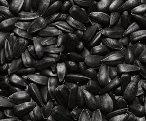 Bu tohum muadillerine fark atıyor! 