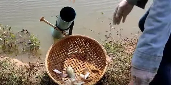 İlginç balık avlama yöntemleri