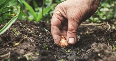 4 saat içinde kan şekerini dengeliyor! Diyabetin şifası mucize sebze