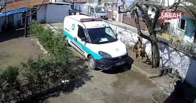 Kargo bıraktığı evin bahçesindeki köpekten korkup ağaca tırmandı | Video