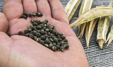 Halsizliği anında alan en etkili gıda!