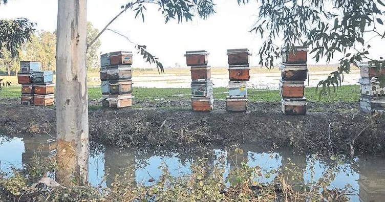 Tarsus’ta 15 bin arı kovanı sulara teslim oldu