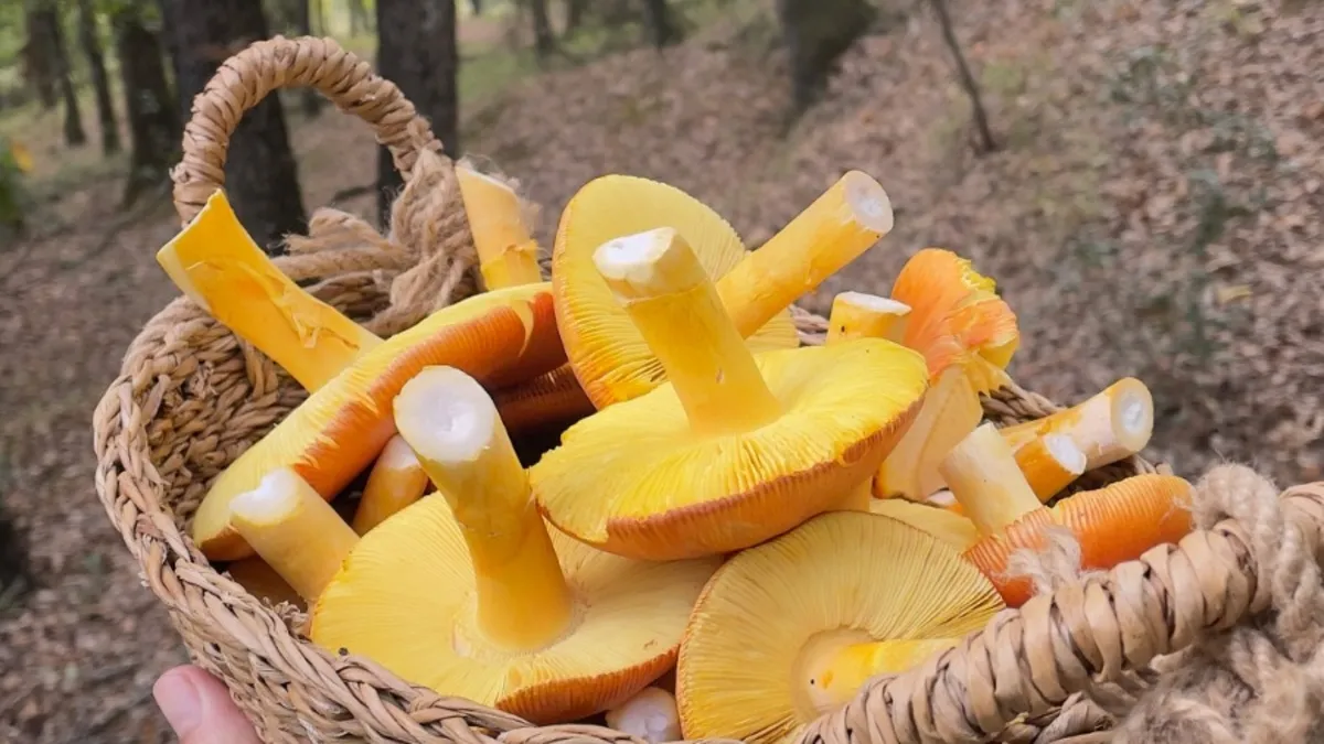 Mantar Ekoloji Araştırma Uzmanı Mahmut Akdoğan: ”Yediğiniz mantar son yemeğiniz olmasın” Mantar Ekoloji Araştırma Uzmanı Mahmut Akdoğan: ”Yediğiniz mantar son yemeğiniz olmasın”