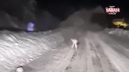 Karla kaplı yolda tavşanların kavgası gülümsetti