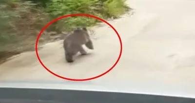 Rize’de yolda kıstırdıkları yavru ayıyı araçla kovaladılar sonra da... | Video