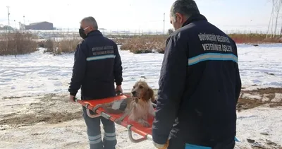 Erzurum’da patili dostlar güvende