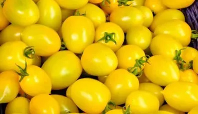 Sarı domates sofranızı şenlendiriyor
