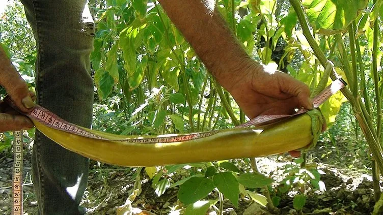 Antalyalı çiftçi ata tohumlarıyla 52 santimetre boyunda patlıcan yetiştirdi: Bu patlıcanın böyle olduğuna ben dahi inanamadım!