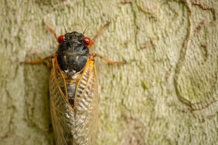 Son dakika haberi: ABD’de zombi ağustos böceği tehlikesi! Zihinlerini kontrol ediyor...