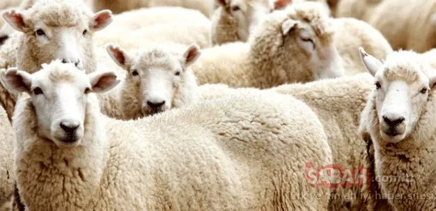 kurban bayrami 2019 ne zaman kutlanacak