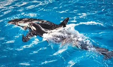 Orkanın babası aranıyor