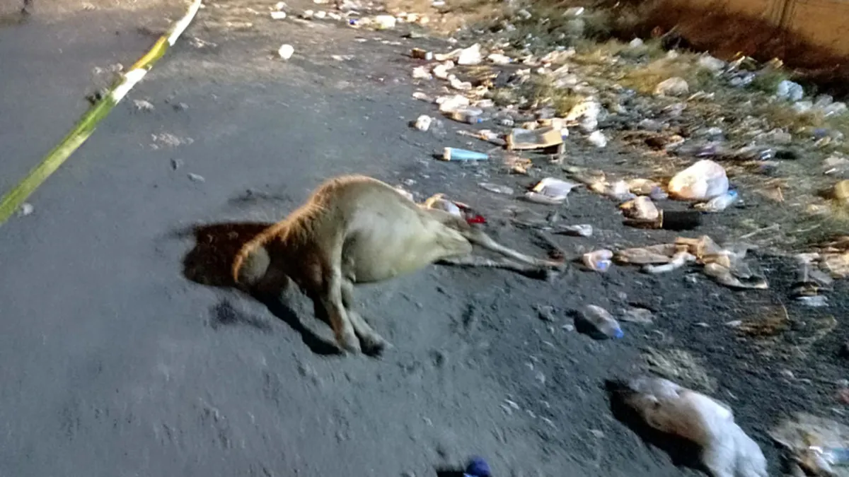 Hatay'da gübre ve yemden zehirlendiği ileri sürülen 17 koyun telef oldu Hatay'da gübre ve yemden zehirlendiği ileri sürülen 17 koyun telef oldu