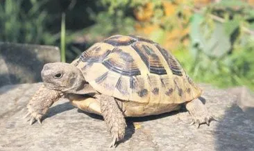 4 bin kaplumbağa üniversiteli oldu