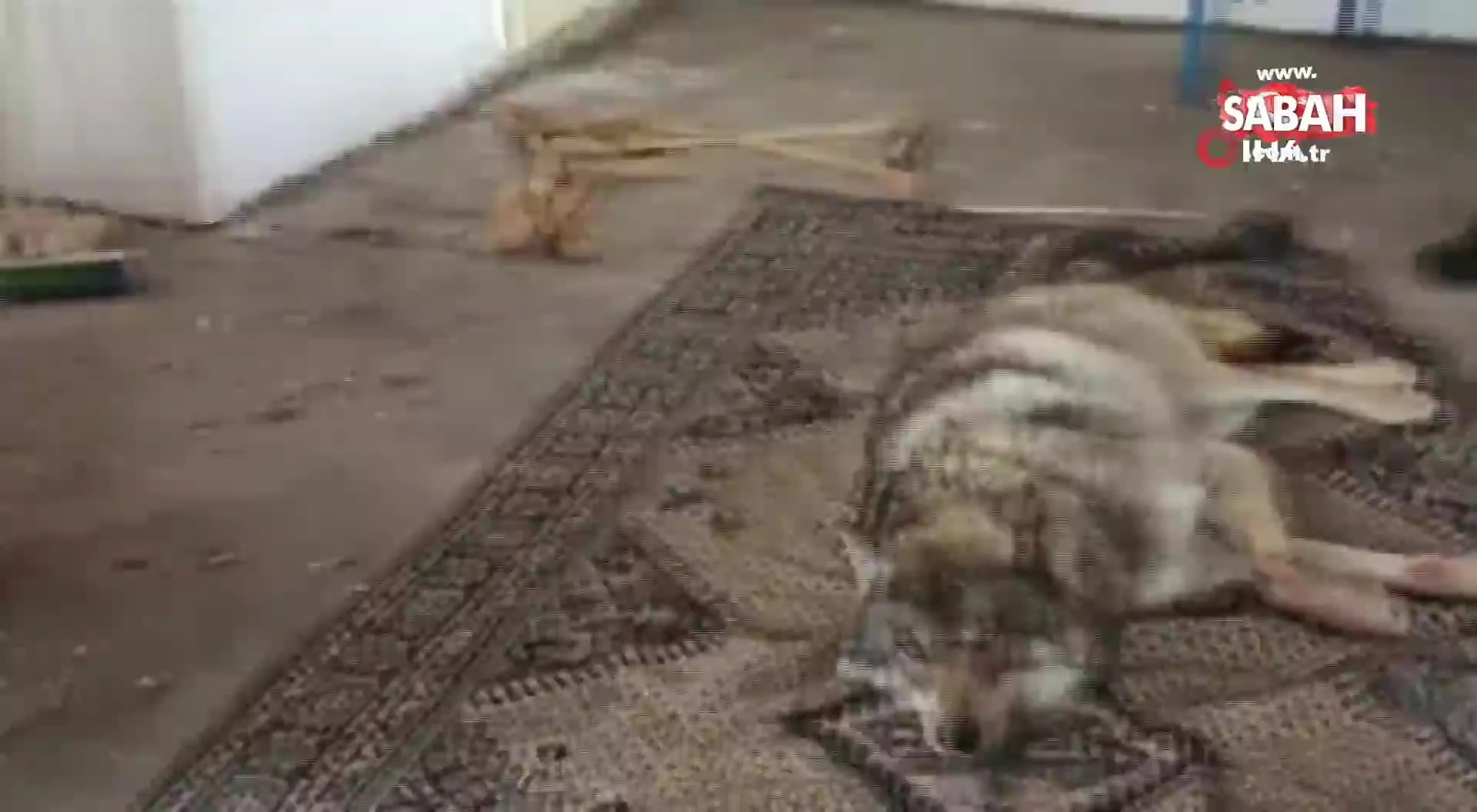 bir pitbull vahseti daha kucuk kizi