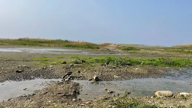 iznik-golunde-kuraklik-kiyidan-200-metre-1636705712477.jpg