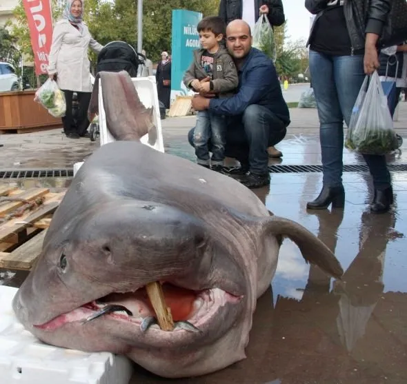 Bursa’da 673 kiloluk köpek balığı