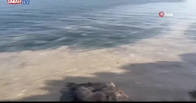 Gemlik’te müsilaj paniği | Video