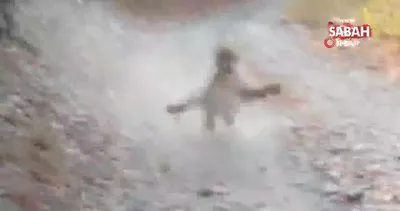 Doğa yürüyüşü yapan adama vahşi puma saldırısı kamerada | Video
