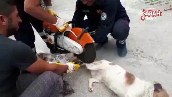 Ayağı zincire dolanan köpeği itfaiye kurtardı