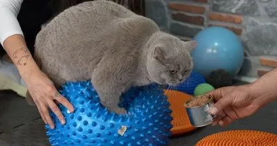 Obez kedi Şiraz’ın zayıflama mücadelesi! Pilates yapıyor, yüzüyor: Mama yemeyi çok seviyor, bu yüzden mutsuz