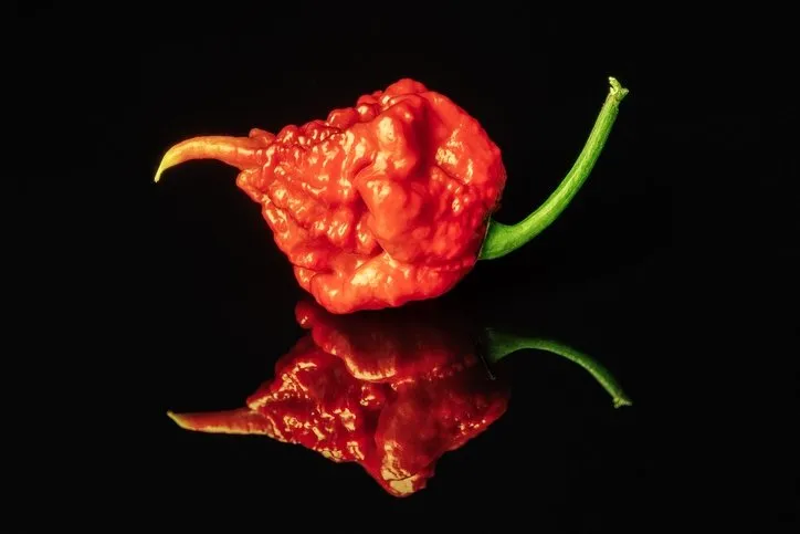 Dünyanın en acı biberi! Yiyenin nefesini kesiyor: Fakat hayatınızı değiştirecek öyle bir faydası var ki...