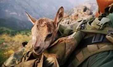 Mehmetçik, yavru ceylana sahip çıktı