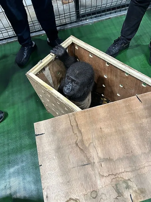 İstanbul Havalimanı’nda bulunmuştu: Türkiye’nin konuştuğu yavru gorilden haber var!