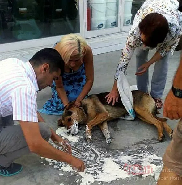 Bodrum’da sokak hayvanlarını katlettiler!