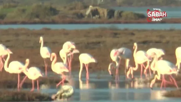 Flamingolar Tuzla sulak alanına akın etti | Video