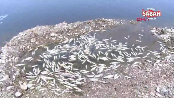 Dicle Nehri'nde balık ölümlerine inceleme | Video