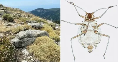 Kaz Dağları’nın 1700 metre zirvesinde bulundu! Türkiye’den dünya bilim tarihine geçen keşif